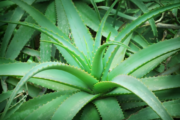 Aloe Vera: La Plante Qui Guérit